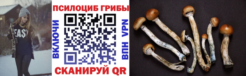 Галлюциногенные грибы Psilocybine cubensis  Черняховск 